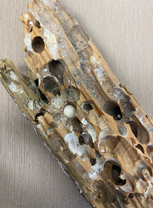 Piece of piling ruined devoured by shipworms