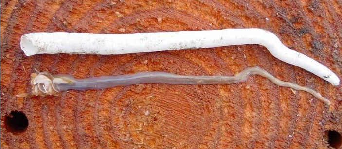 A shipworm removed from a piling