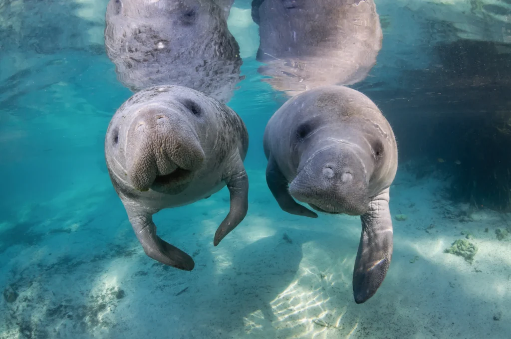 Manatees in florida