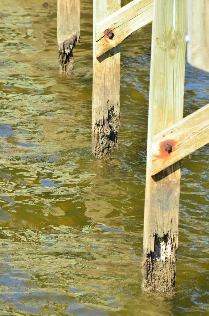 Shipworm damaged pilings on existing dock
