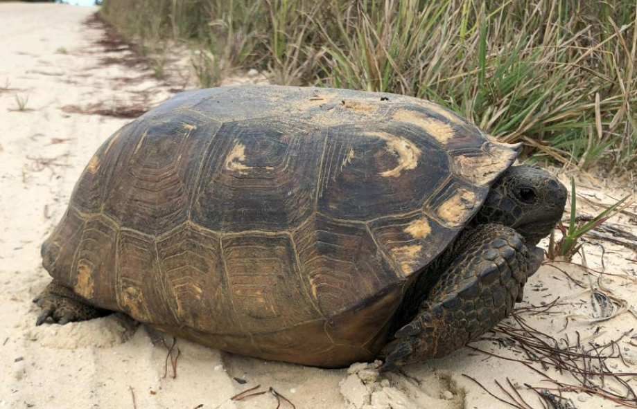 gopher tortoise crossing into the brush