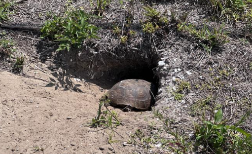 gopher tortoise heading into its federally protected burrow
