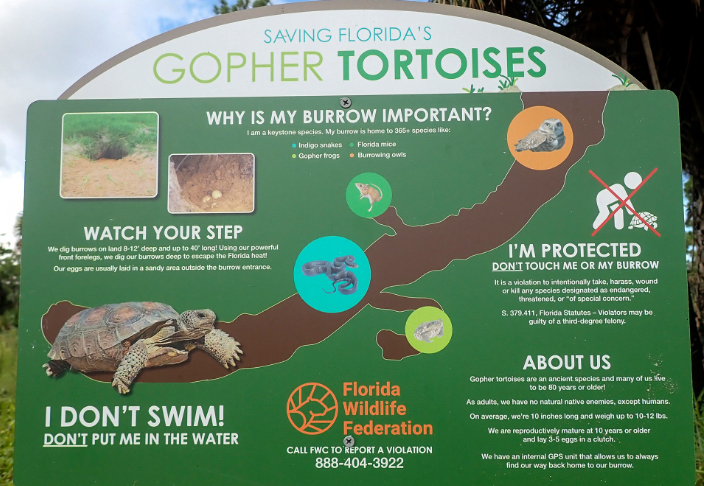 educational sign visually depicting why gopher tortoise burrows are important to the ecosystem
